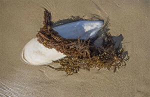 Images Dated 16th July 2014: Cuttlefish washed up on a beach at King Island Tasmania