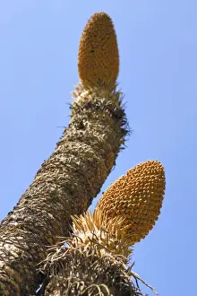 North Prints: Cycad, male calyx, Territory Wildlife Park, Darwin, Northern Territory, Australia