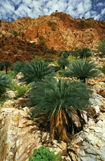 Images Dated 13th April 2014: Cycads Carr Boyd Range