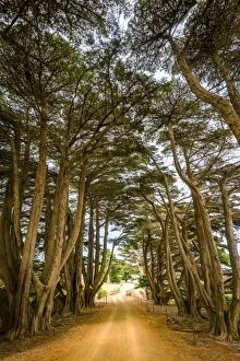 Images Dated 14th May 2016: Cypress-lined road to Darlington at Maria Island, Tasmania