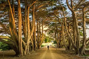 Maria Island Prints: Cypress-lined road to Darlington at Maria Island, Tasmania