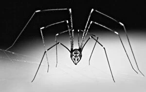 Australian Spiders Collection: Daddy Long legs spider