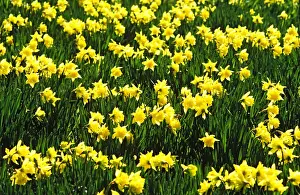 Flower Prints: Daffodils in sunlight