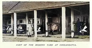Traditional Prints: Dairy farming history, Cattle and milkers