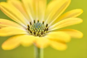 Petal Prints: Daisy
