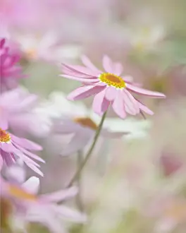 Daisy fields