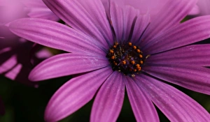 The daisy-like composite flower consists of disc florets and ray florets