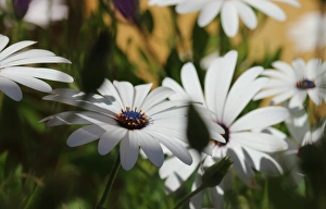 Petal Prints: The daisy-like composite flower consists of disc florets and ray florets
