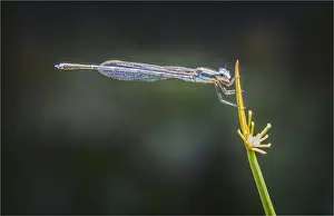 Damsel fly resting