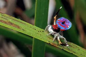 : Dancing Male Peacock Spider (Maratus gemmifer)