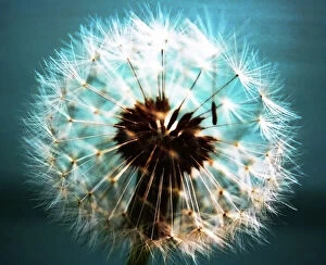 Louise Docker Photography Collection: Dandelion abstract