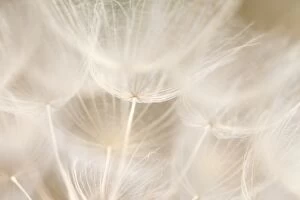 Images Dated 10th June 2014: Dandelion abstract background shallow focus