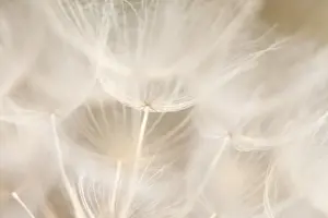 Abstract Prints: Dandelion abstract background shallow focus