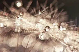Dandelion with waterdrops