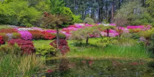 Dandenong ranges National Park, Victoria, Australia