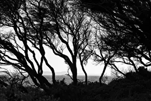 Lea Scaddan Prints: Dark trees