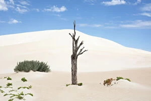 John White Photos Collection: Dead tree in sand dunes. Coffin Bay National Park. Eyre Peninsula. South Australia