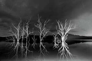 dead trees dam night lit