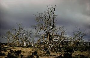 Dead Trees in the highland region of the Tasmanian central plateau Dead Trees in the highland region of the Tasmanian central plateau