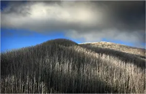 Burnt Prints: Dead trees like matchsticks are the after effects of Mountain bush fires