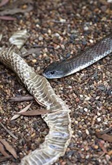 Snakes Collection: Deadly Australian tiger snake & shed skin