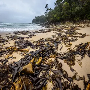 South West National Park Prints: Deadmans Bay at South Coast track, Southwest Tasmania