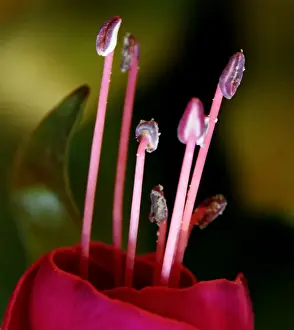 Photo Art Prints: Deep pink flower