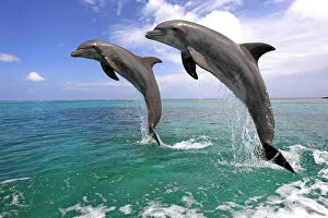 The Cetacean Family Collection: Delfin (Grosser Tuemmler)