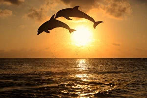 The Cetacean Family Collection: Delfin (Grosser Tuemmler)