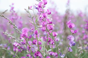 Flowers Collection: Delicate purple desert pea flowers, Australia
