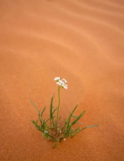 Images Dated 6th July 2019: A desert flower survives in the desert