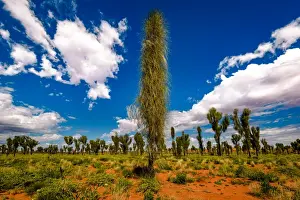 Desert Oak Forest