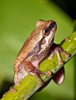 Frogs Collection: Desert tree frog