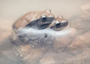 Desert tree frogs (Litoria rubella) in amplexus partially submerged in muddy water Desert tree frogs (Litoria rubella) in amplexus partially submerged in muddy water
