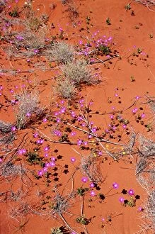 Images Dated 31st August 2005: Desert Wild Flowers in Northern Territory, Australia