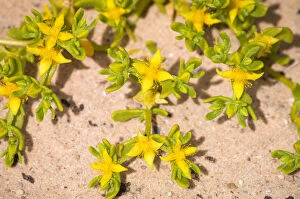 Beautiful Australian Wildflowers Collection: Desert wildflower detail, outback South Australia