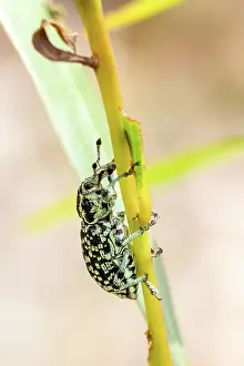 Prints of A bright blue coloured Diamond Beetle, or Botany Bay Weevil- Chrysolopus spectabilis clinging to a plant stem with selective focus Louise Docker Photography Prints: A Diamond Beetle, or Botany Bay Weevil insect clinging to the stem of a plant