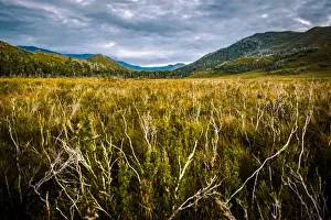 Plain Prints: Dieback disease area at Arthur Plains in Southwest Tasmania