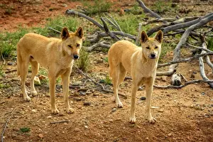 Hugh Prints: Dingos