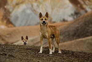 Julie Fletcher Collection: Dingos in the Painted Desert SA