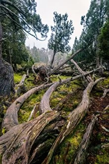 Images Dated 28th May 2016: Dixon Kingdoms Pencil Pine forest in Walls of Jerusalem National Park, Tasmania
