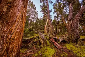 Walls Of Jerusalem Prints: Dixon Kingdoms Pencil Pine forest in Walls of Jerusalem National Park, Tasmania