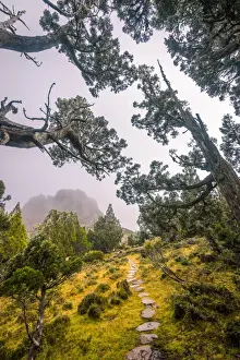 Footpath Prints: Dixon Kingdoms Pencil Pine forest in Walls of Jerusalem National Park, Tasmania