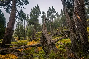 Dixon Kingdoms Pencil Pine forest in Walls of Jerusalem National Park, Tasmania
