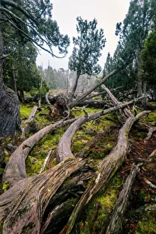 Footpath Prints: Dixon Kingdoms Pencil Pine forest in Walls of Jerusalem National Park, Tasmania