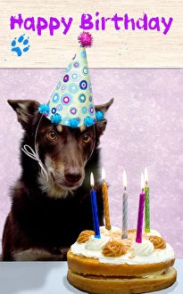 Images Dated 20th February 2014: Dog with birthday cake