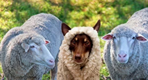 Aussie Kelpie Diva Dog Collection: A dog disgused as a sheep
