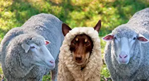 A dog disgused as a sheep