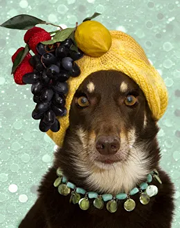 <b class=qtipBold><figcaption>A dog dressed as Carmen Miranda</figcaption></b><br>An Australian Kelpie with a fruit hat on her head and ling eyelashes, dressed as Carmen Miranda A dog dressed as Carmen Miranda