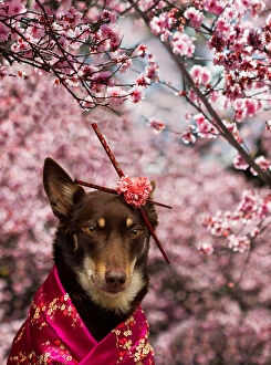 Aussie Kelpie Diva Dog Collection: Dog dressed in kimono under Cherry Blossom Tree